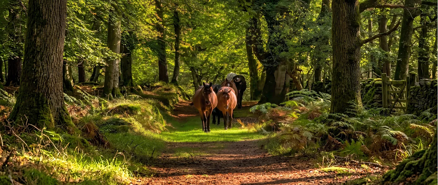 Taxis in New Forest, Hampshire